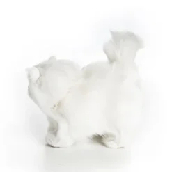 The Queen's Treasures White Long Hair Kitty Cat Pet For 18 Inch Dolls 15 The Queen's Treasures White Long Hair Kitty Cat Pet For 18 Inch Dolls -Children Products Store GUEST a67e92dd a329 4587 a76d a0b4a6f0007a